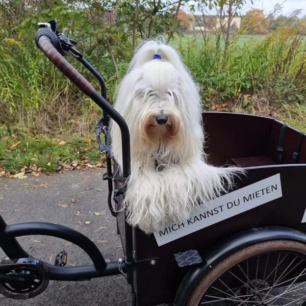 Bike Stadl Fahrradvermietung Hund E-Cargo Lastenrad Senftenberger See